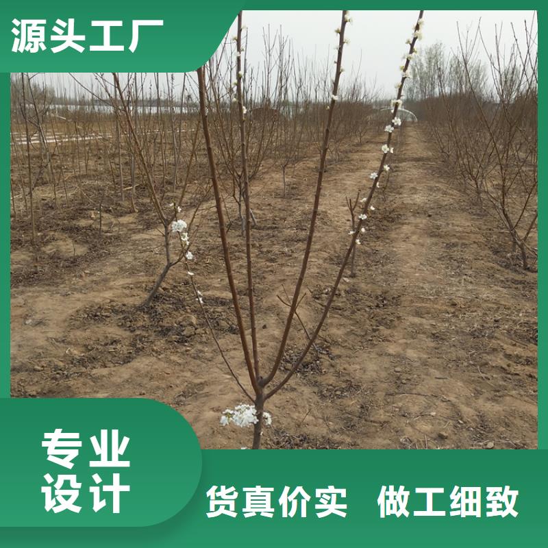 李子-草莓苗满足您多种采购需求