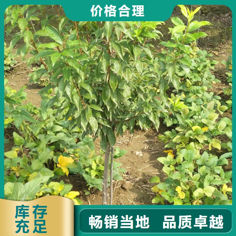 【李子】石榴树现货采购