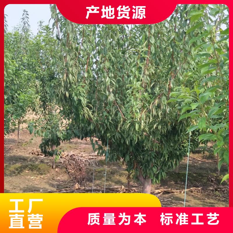李子-石榴树供货及时