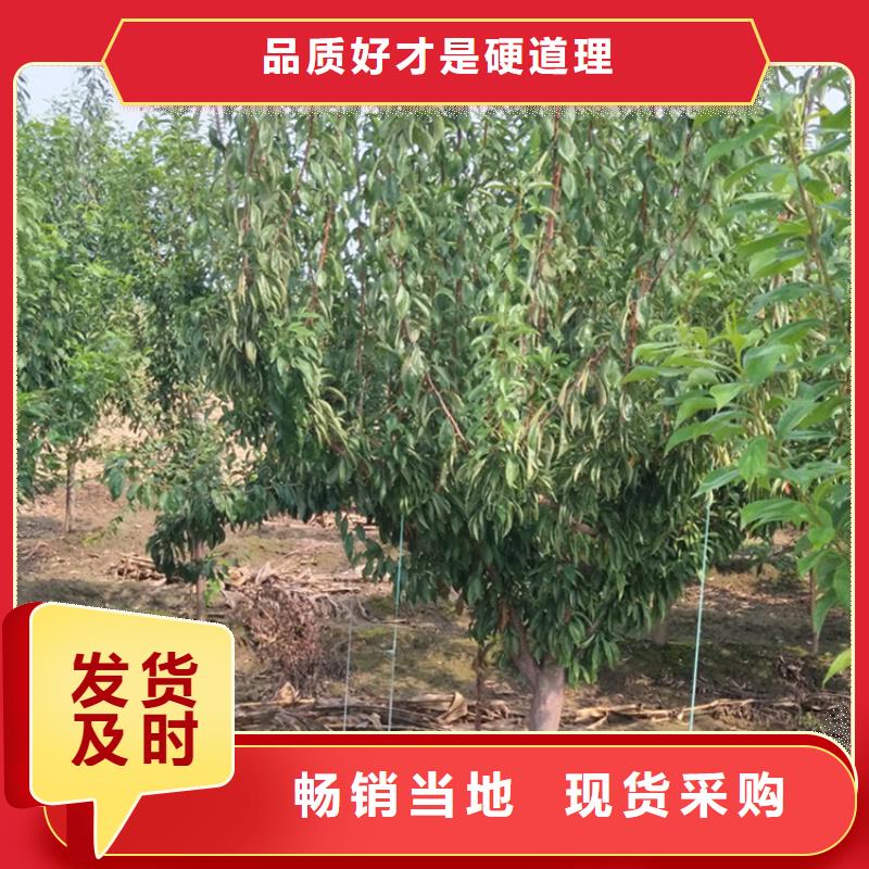 【李子】_石榴树苗追求细节品质