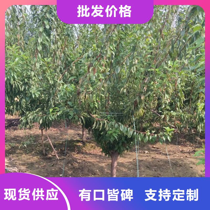 李子-草莓苗满足您多种采购需求