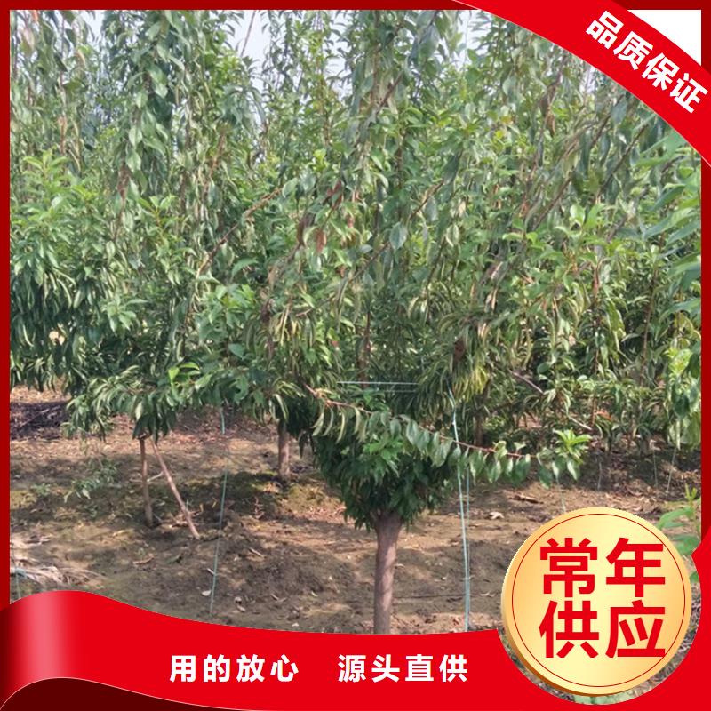 李子_红石榴苗基地好货采购
