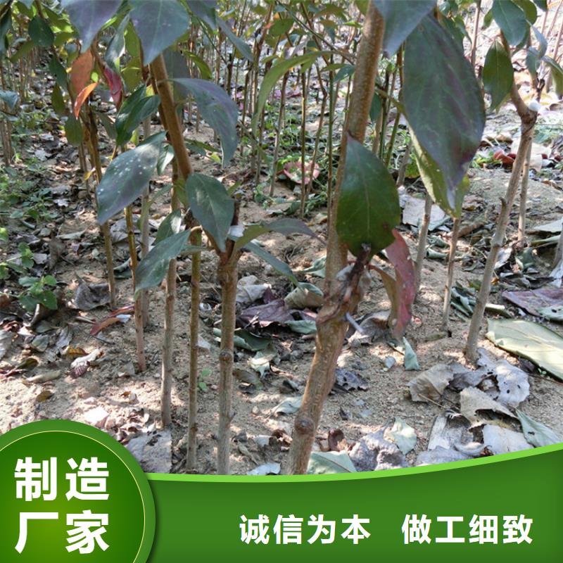 李子苹果苗来图定制量大从优