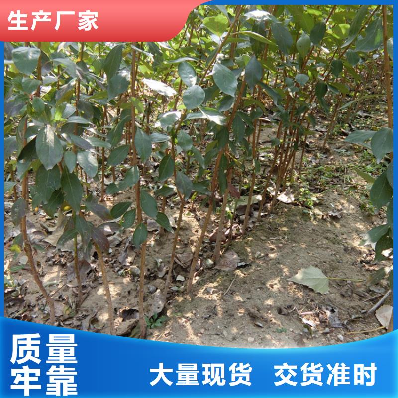 【李子】石榴树现货采购