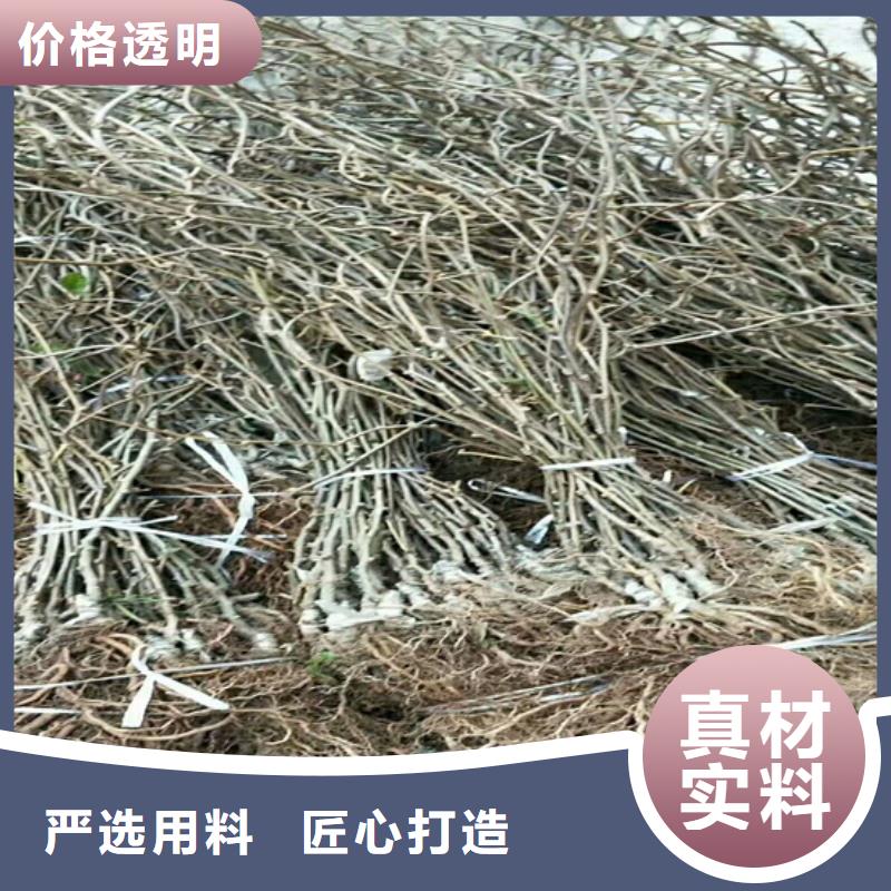 【猕猴桃花椒苗用的放心】