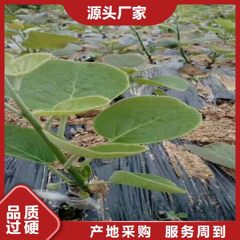 【猕猴桃桃树苗支持批发零售】
