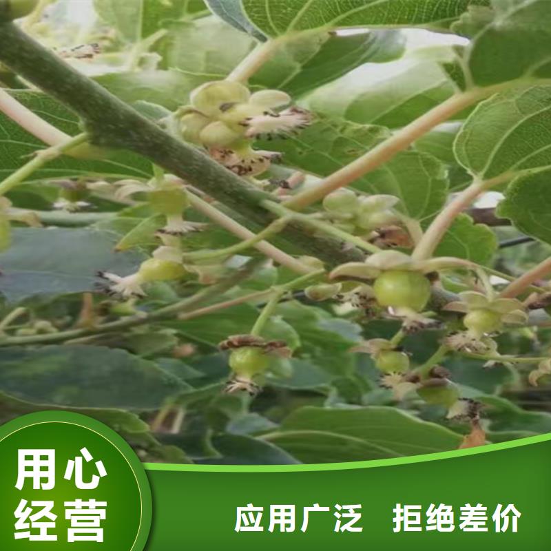 【猕猴桃花椒苗用的放心】