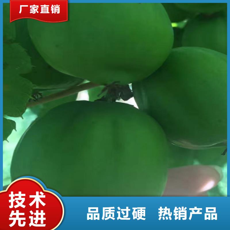 猕猴桃石榴树精选优质材料