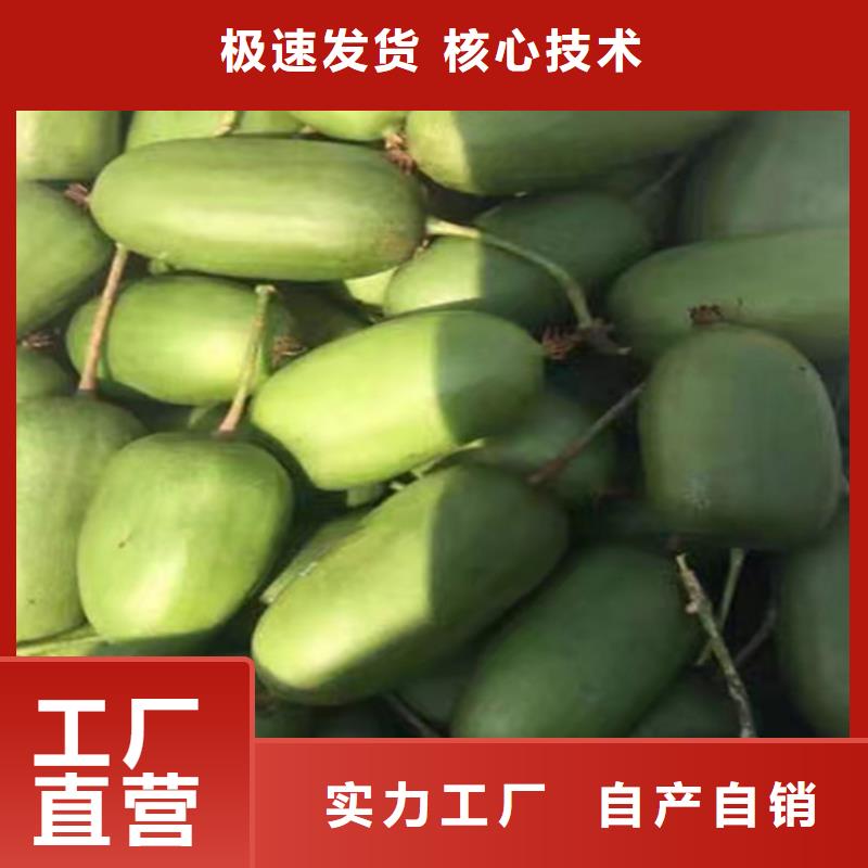 【猕猴桃桃树苗支持批发零售】