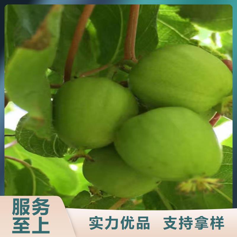 猕猴桃葡萄苗准时交付