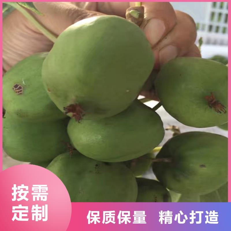 猕猴桃桃树苗现货充足量大优惠