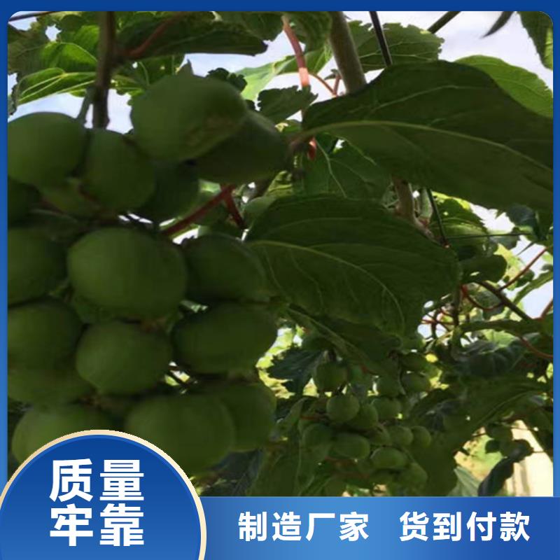 猕猴桃桃树苗现货充足量大优惠