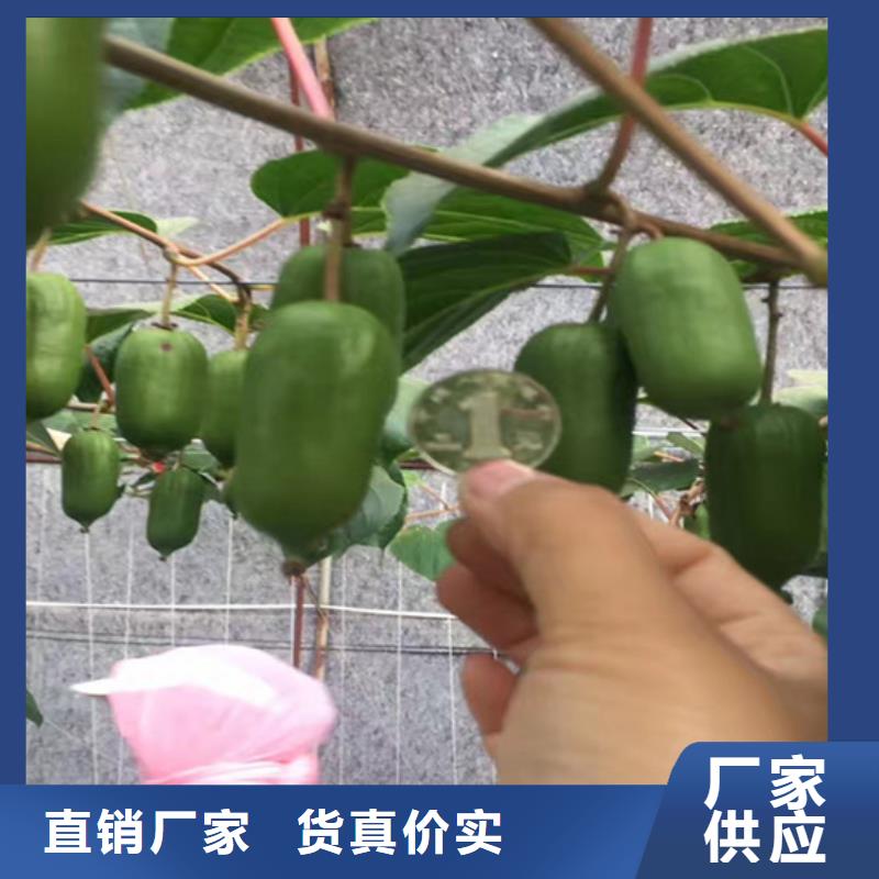 猕猴桃桃树苗现货充足量大优惠