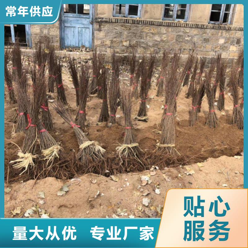 猕猴桃石榴树精选优质材料