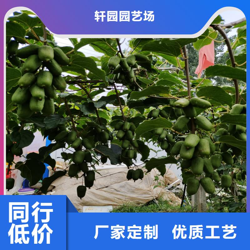 猕猴桃葡萄苗准时交付