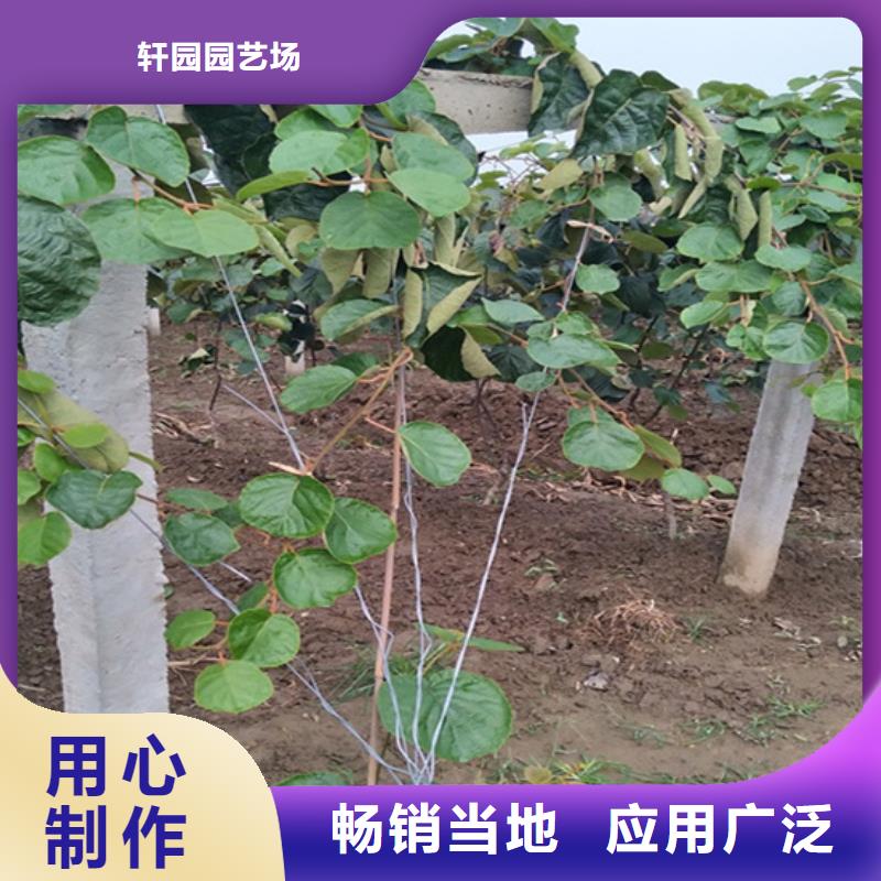 猕猴桃石榴树精选优质材料