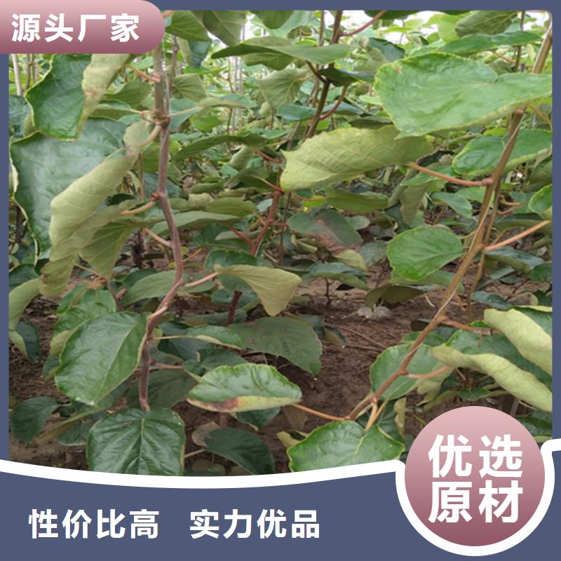 猕猴桃葡萄苗准时交付