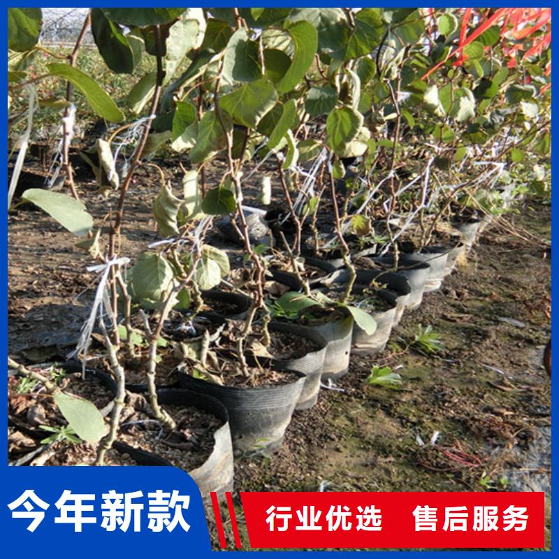 猕猴桃桃树苗现货充足量大优惠