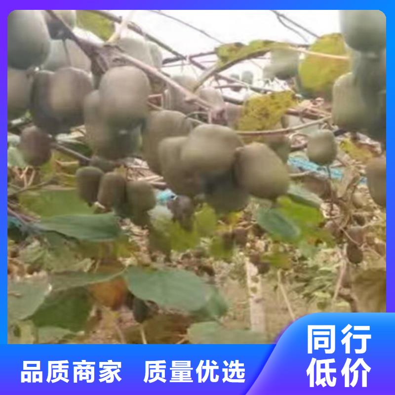【猕猴桃花椒苗用的放心】