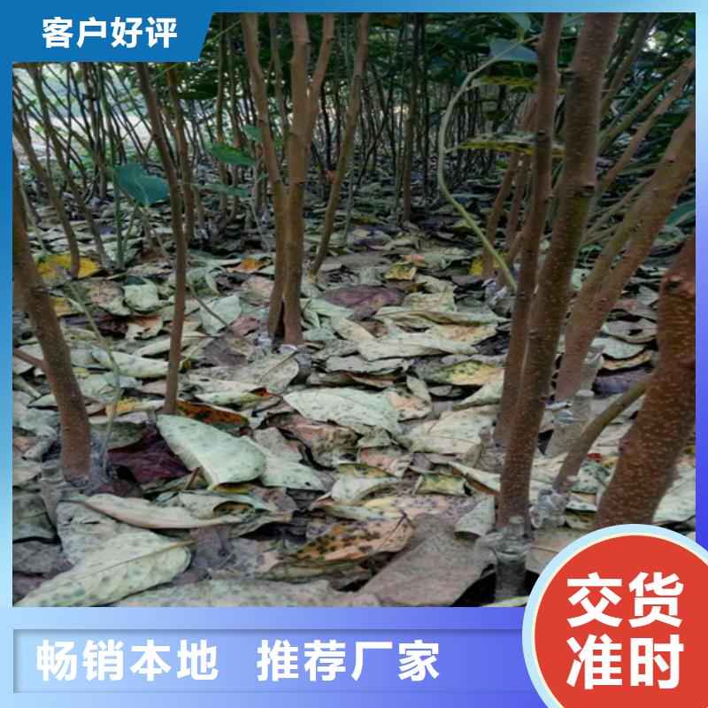 柿子桃树苗厂家直发