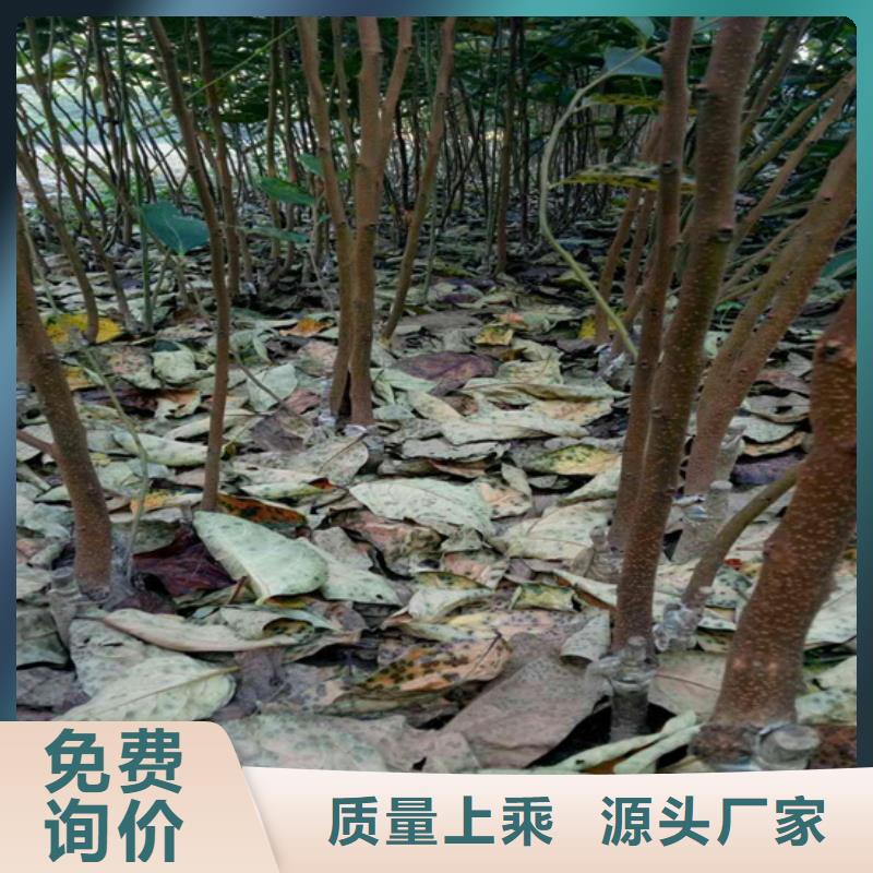 柿子_杏树苗品质无所畏惧