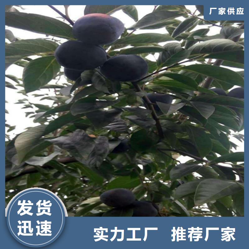 柿子_杏树苗品质无所畏惧