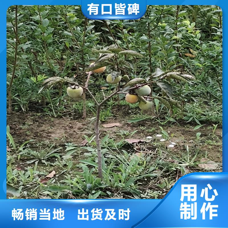 柿子-黄瓜苗生产厂家