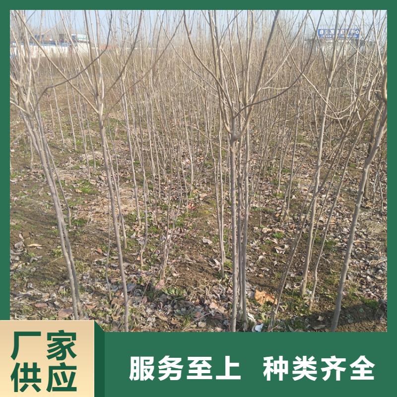 【柿子【猕猴桃苗】源头直供】