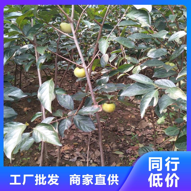 柿子梨树苗多年实力厂家