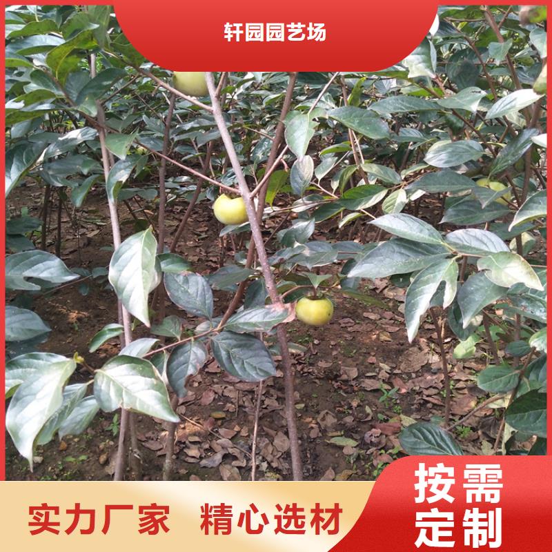 柿子_杏树苗品质无所畏惧