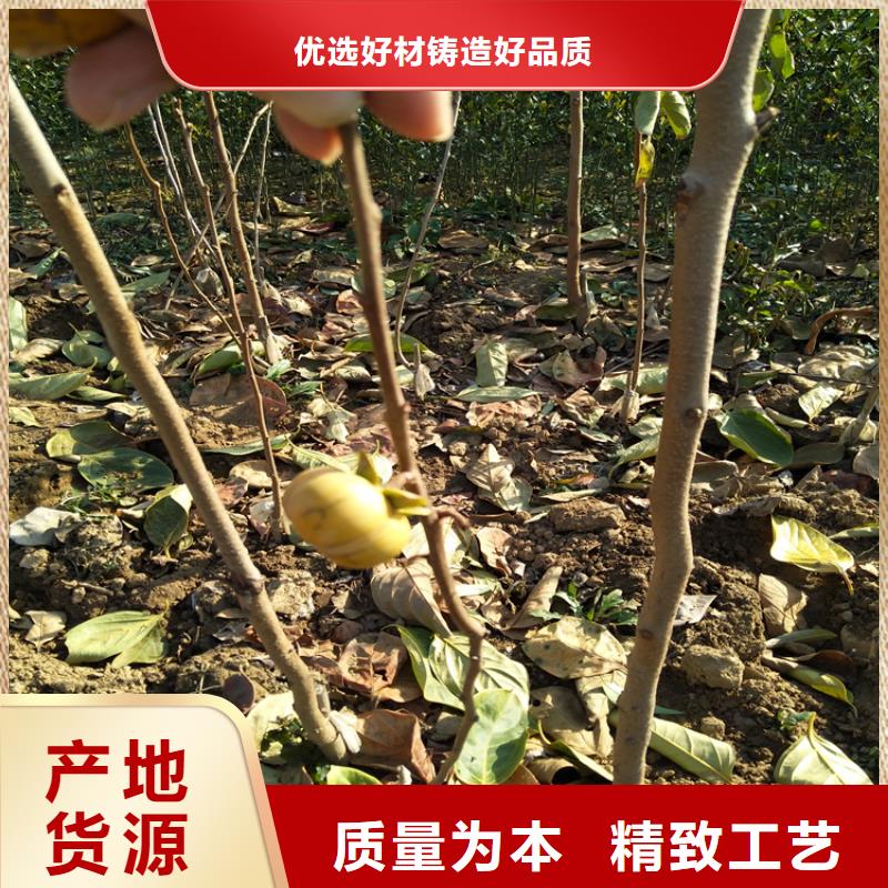柿子桃树苗厂家直发