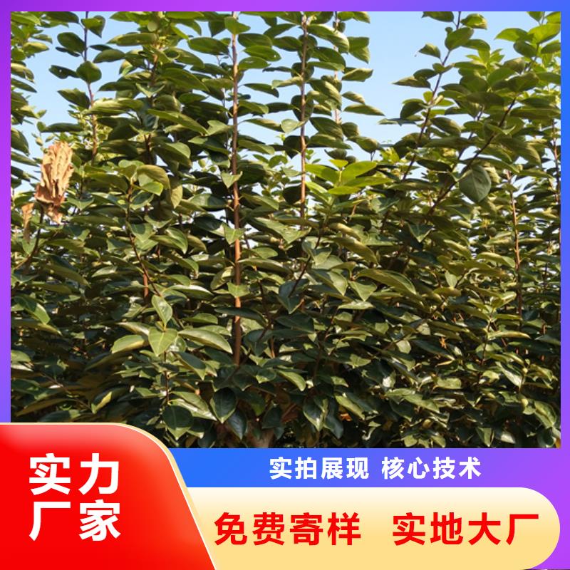 柿子_梨树苗细节决定成败