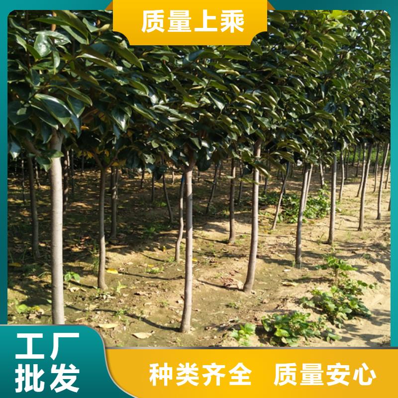 柿子梨树苗多年实力厂家