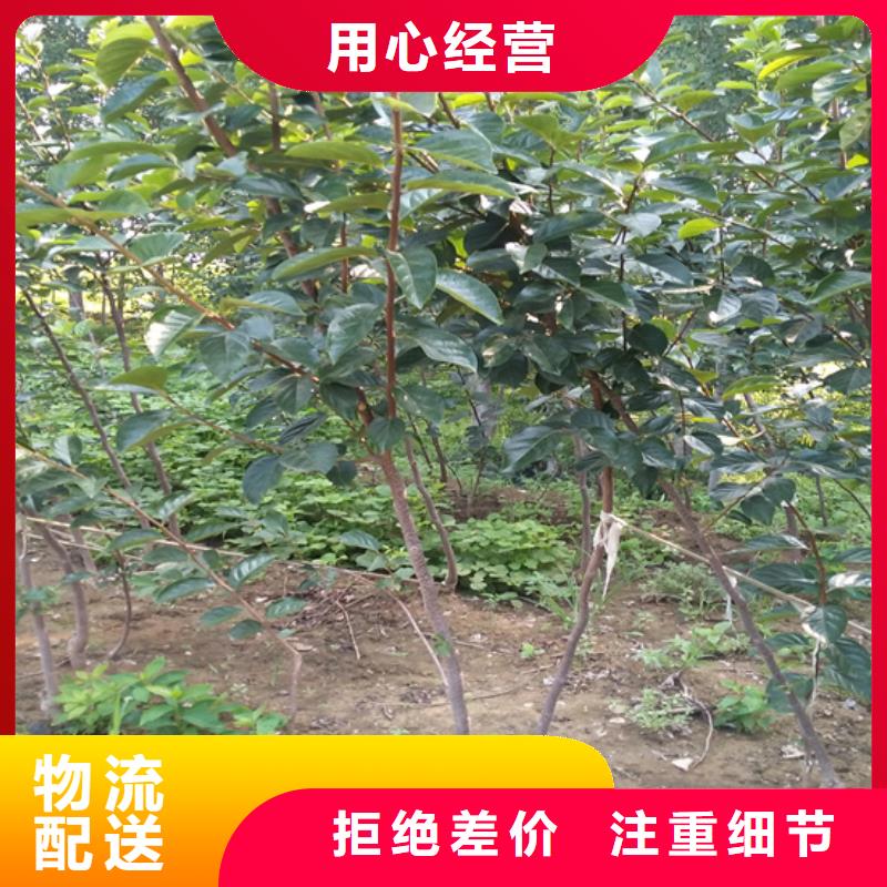 柿子梨树苗保障
