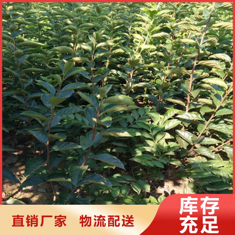 柿子_杏树苗品质无所畏惧