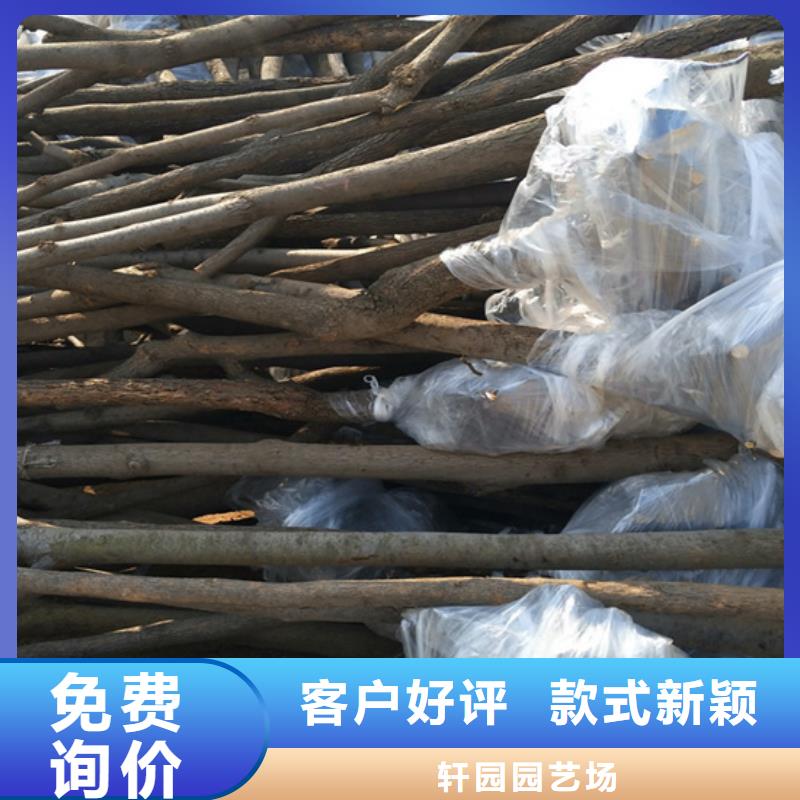 柿子桃树苗厂家直发
