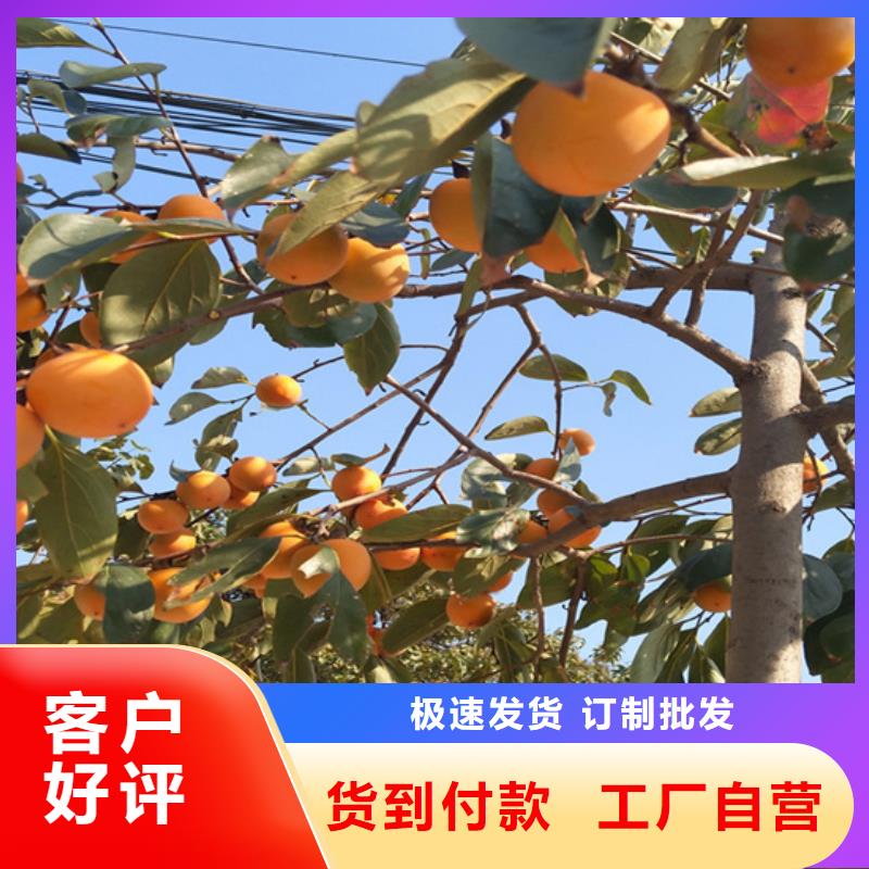 柿子梨树苗可接急单