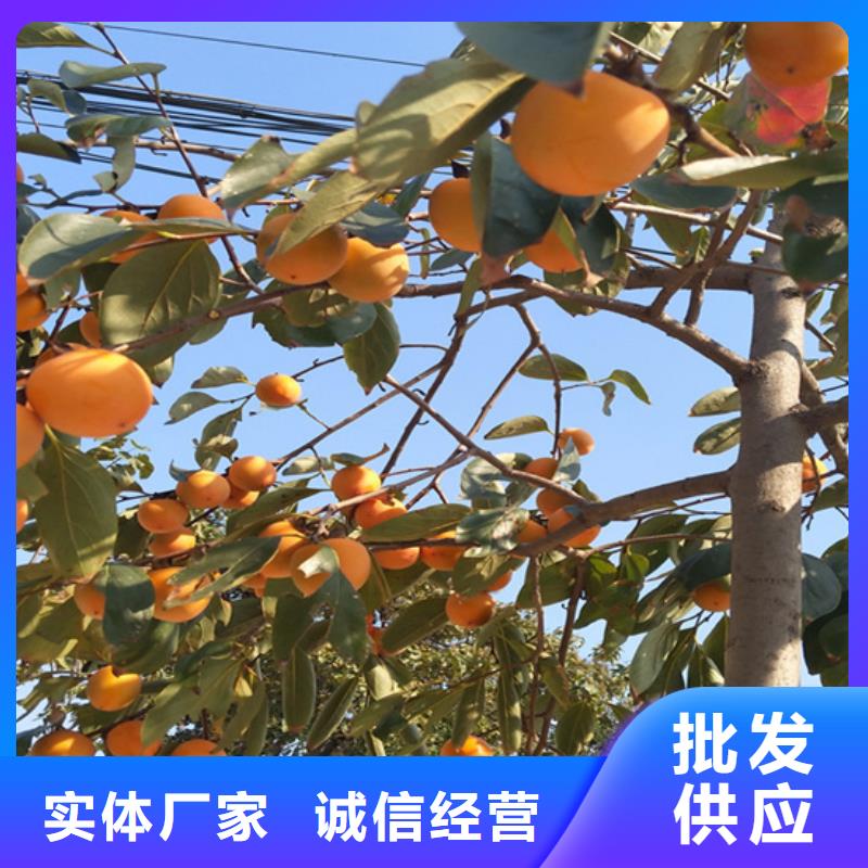 柿子_杏树苗品质无所畏惧