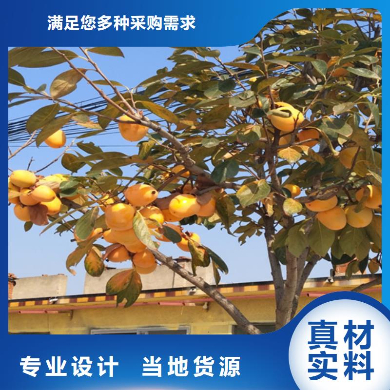 柿子_杏树苗品质无所畏惧