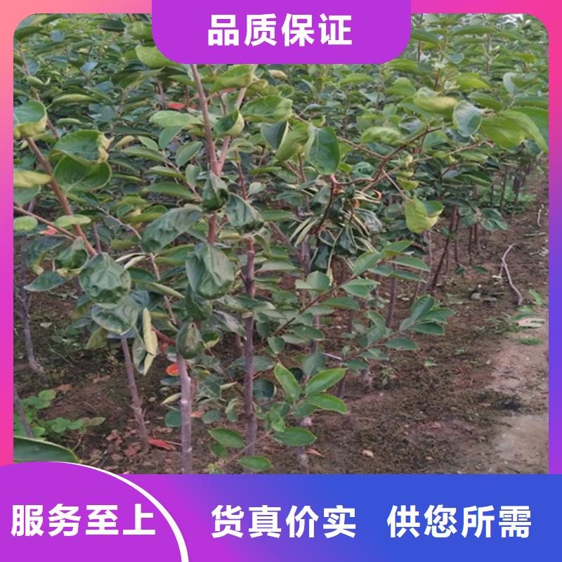柿子_梨树苗细节决定成败