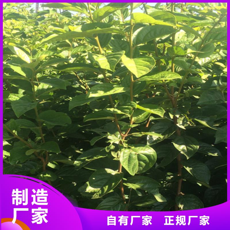 柿子花椒苗精工细致打造