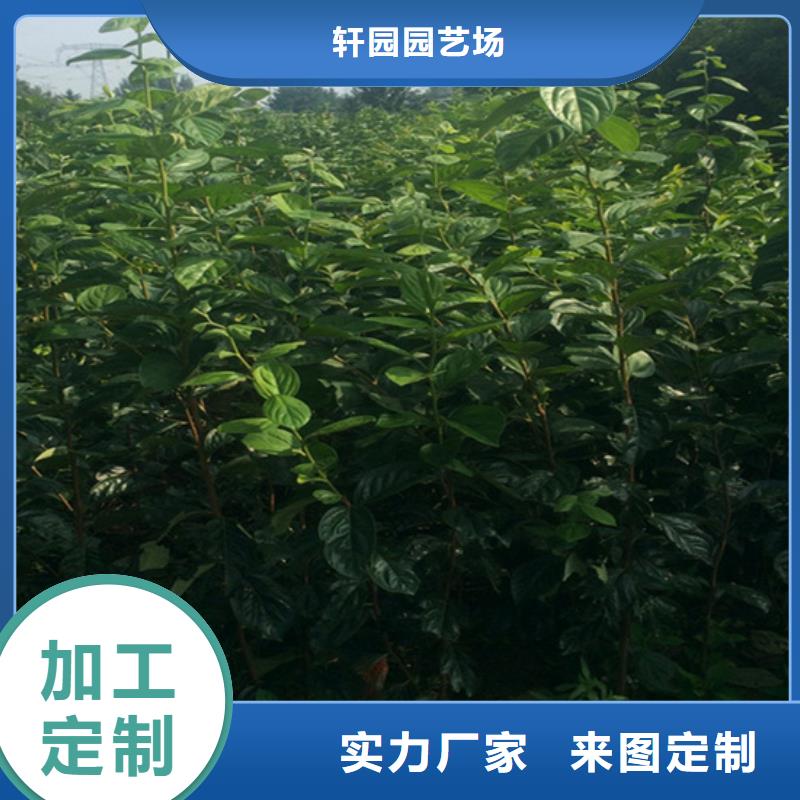 柿子_梨树苗细节决定成败