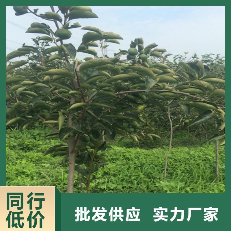 柿子_杏树苗品质无所畏惧