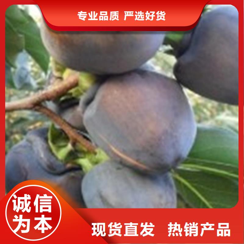 柿子花椒苗精工细致打造