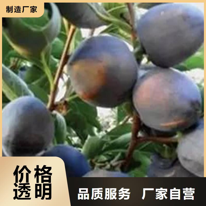 柿子梨树苗保障