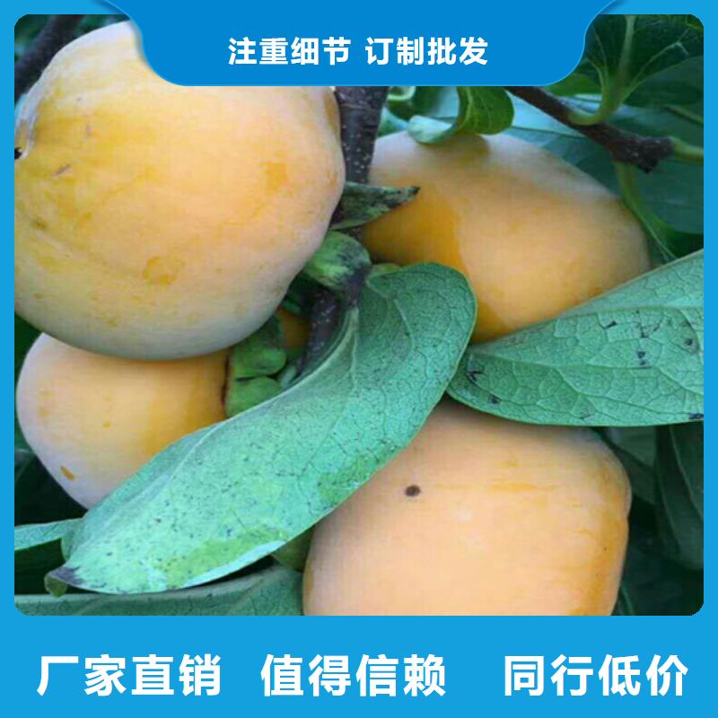 【柿子【猕猴桃苗】源头直供】