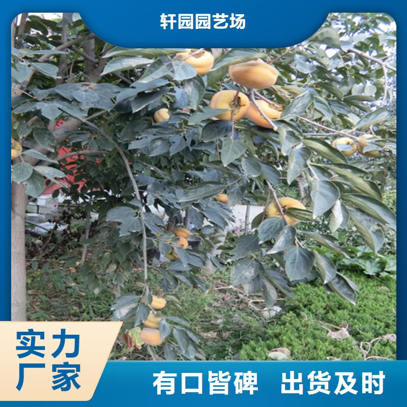 柿子-黄瓜苗生产厂家