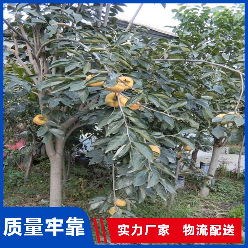 柿子梨树苗可接急单
