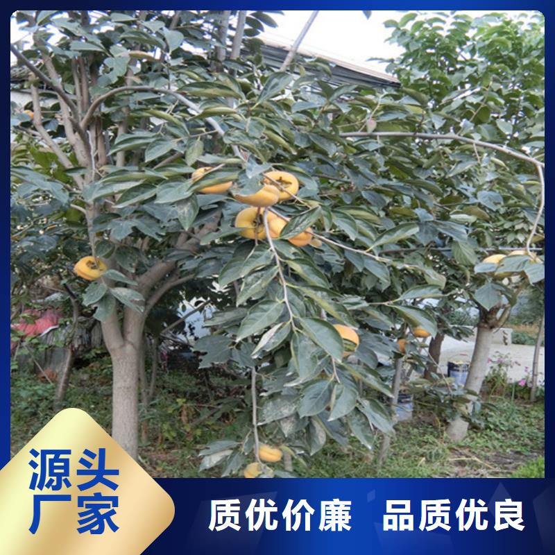 柿子_3公分石榴苗好产品好服务