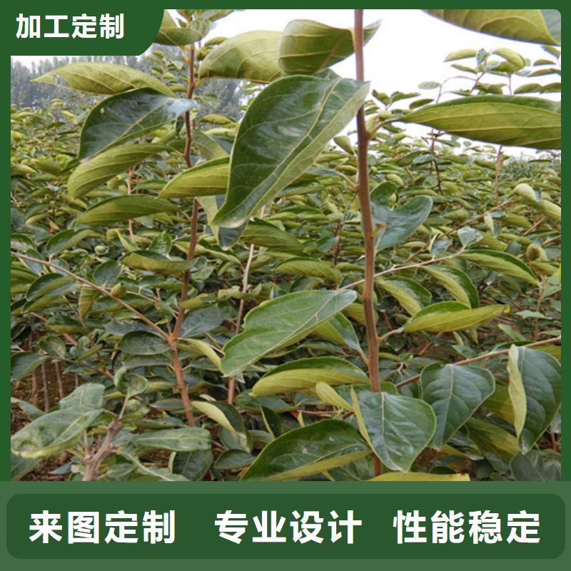 柿子_【樱桃苗】精品选购